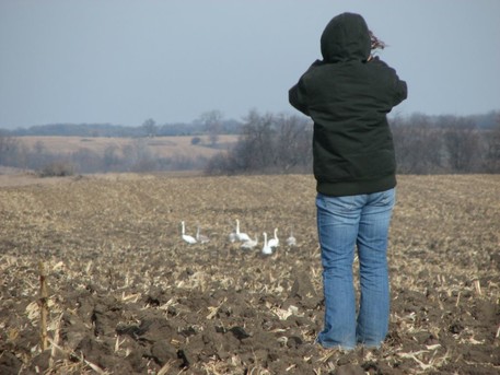 Christmas bird count
