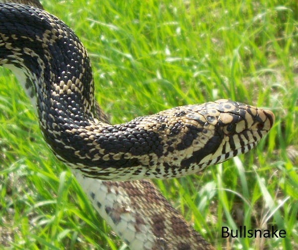 Bullsnake