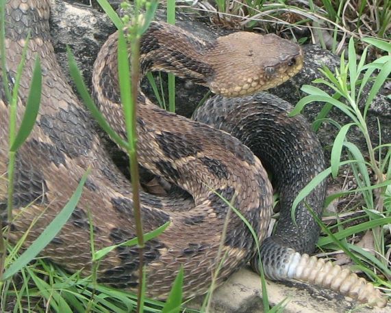 Timber Rattlesnake