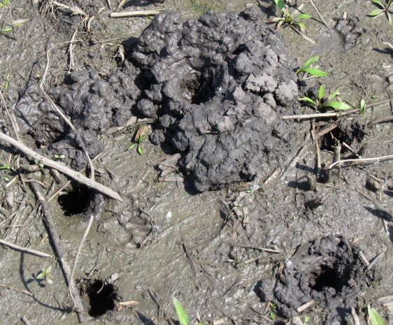 Crayfish Burrows