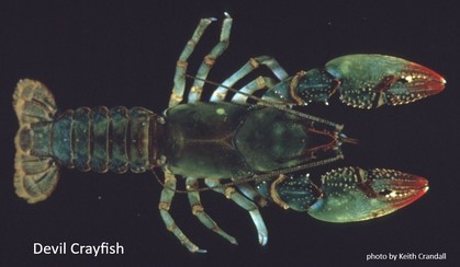 Devil Crayfish