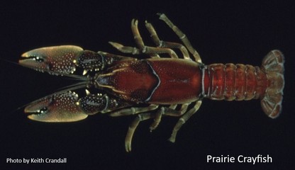 Prairie Crayfish
