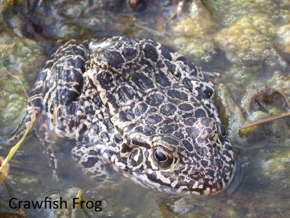 Crawfish Frog