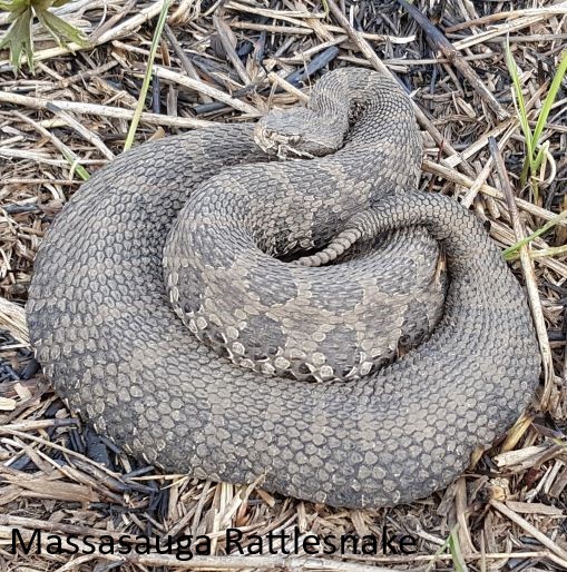 Massasauga