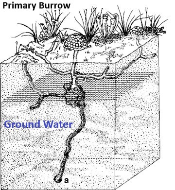 crayfish burrow