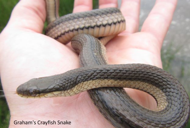 Graham's Crayfish Snake