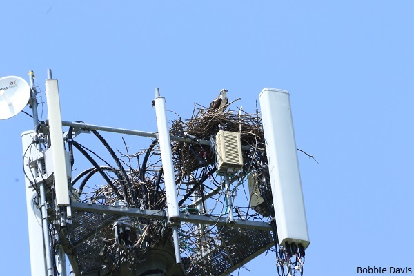 Status of Osprey in Iowa