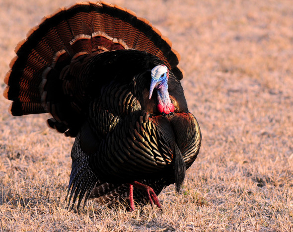 wild turkey in strut