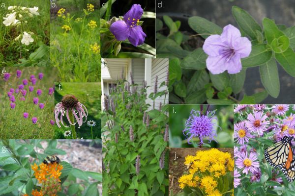 Collage of all the different plant species listed above.