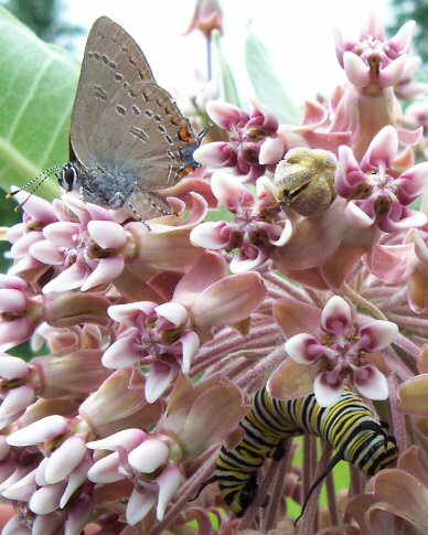 Edward's Hairstreak and Monarch on Milkweed