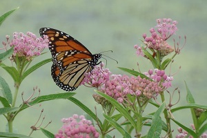 Monarch on an Aster