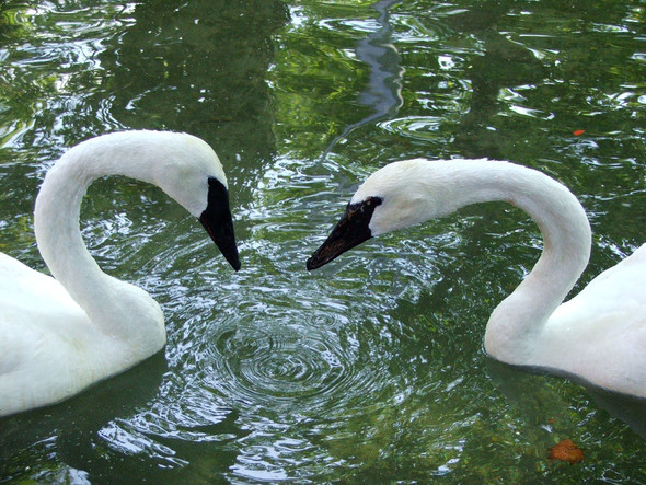 Trumpeter Swan Pair