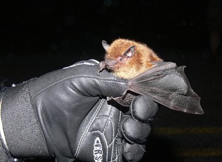 Big Brown Bat in Hand Looking cute!