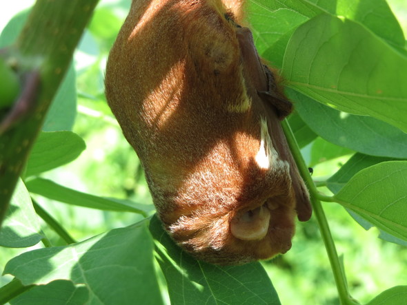 Eastern Red Bat Roosting Among Leaves
