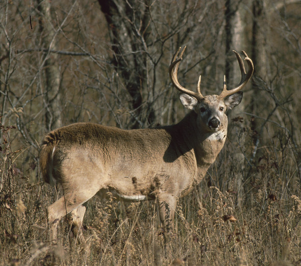 Nov. 15 Iowa Outdoors