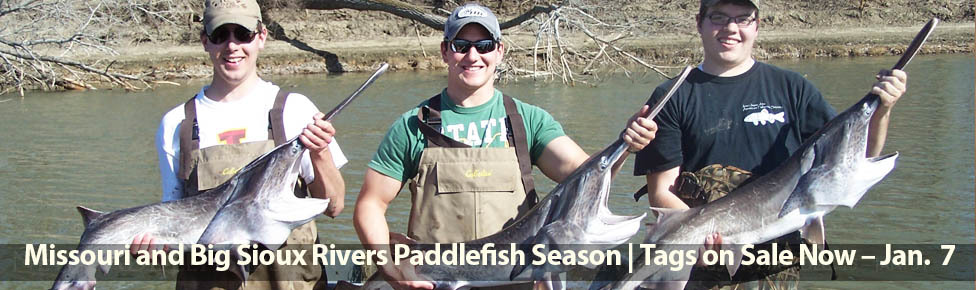 Three guys holding paddlefish.