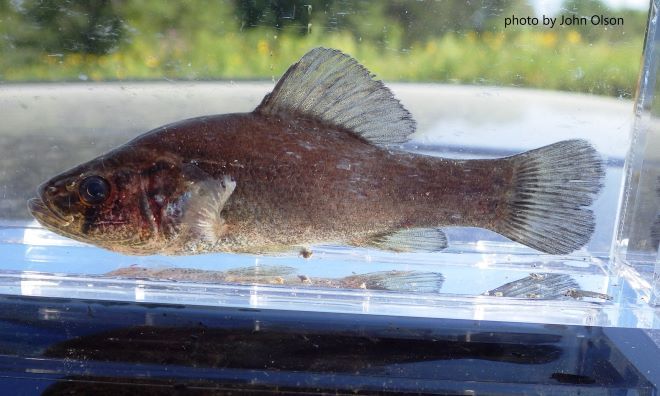 Pirate Perch from the backwaters of the Cedar River