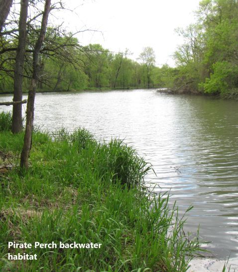 backwater habitat