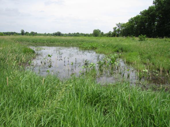 Mudminnow habitat