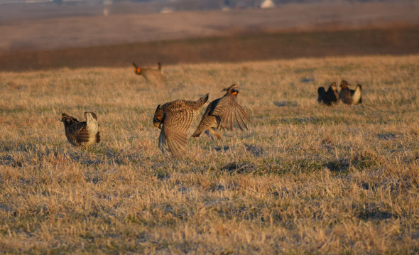 prairie chickens