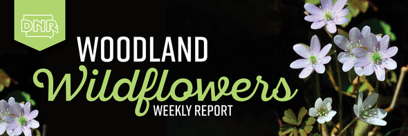Iowa DNR Weekly Woodland Wildflower Bloom Report