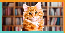Dewey Library Cat
