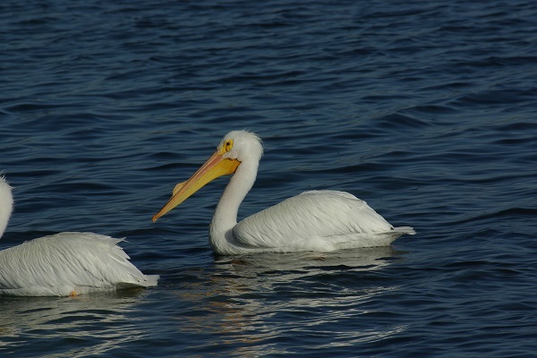 One American White Pelican in the water