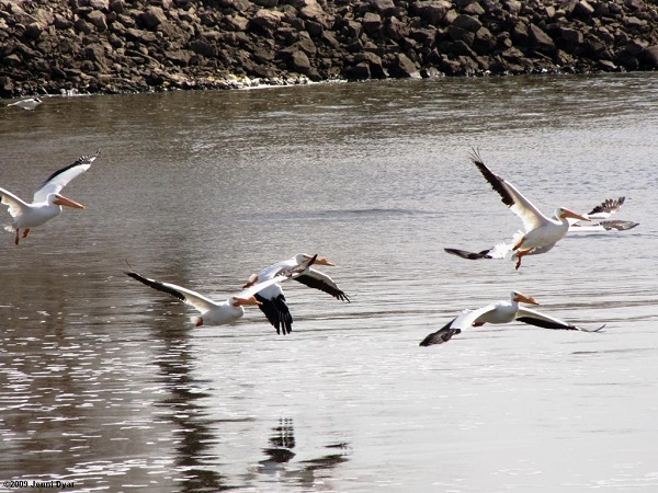 Flying group of pelicans