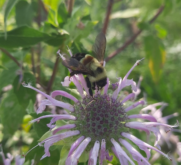 A rusty-patched bumble bee "robbing" nectar from a bee balm flower