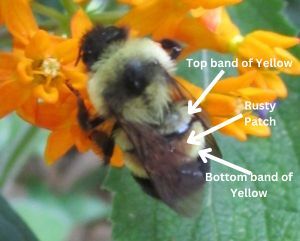 Rusty-patched bumble bee I.D. graphic