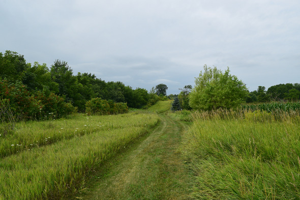 trees and shrubs