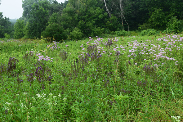 south pine creek wma prairie