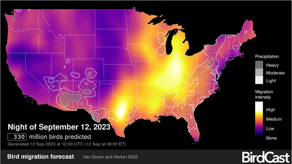 Dim the Lights - It's Going to be a Big Migration Night!