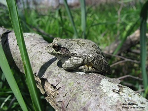 Gray Treefrog