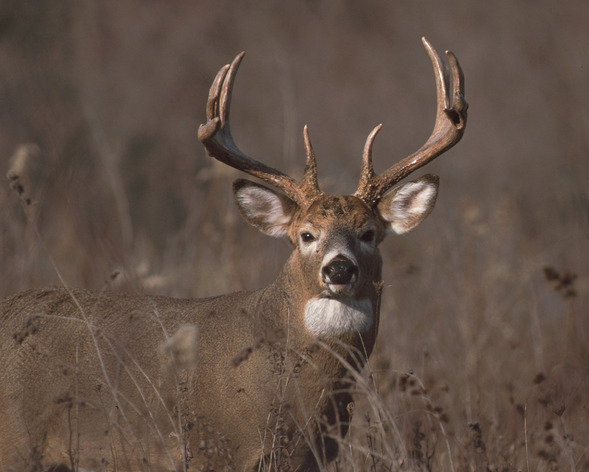 buck deer