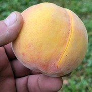 A peach from Farmer Sarge's orchard.