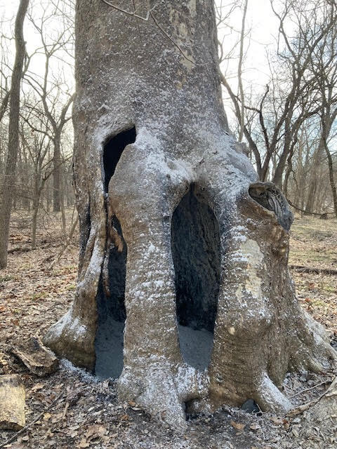 Geode sycamore after fire was extinguished, February 19, 2024.