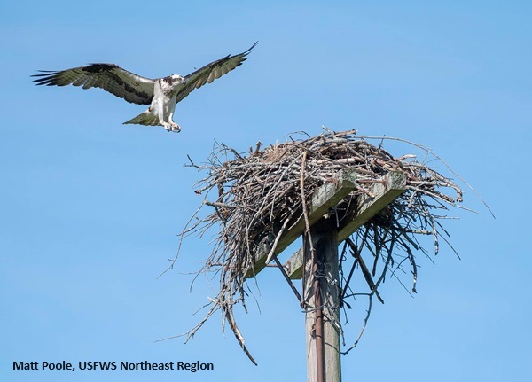 Status of Osprey in Iowa