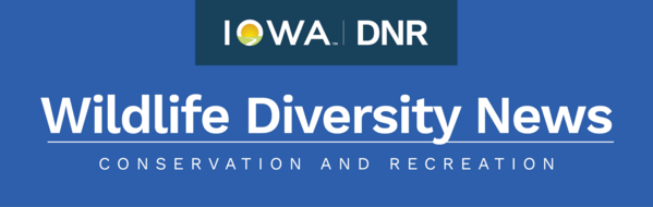 DNR Wildlife Diversity News