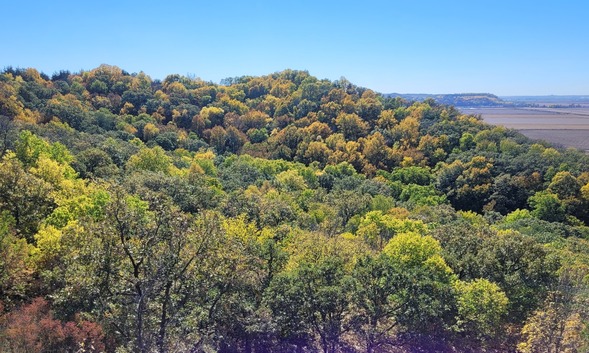 Loess Hills State Forest