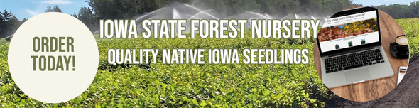 Order seedlings from the Iowa DNR State Forest Nursery