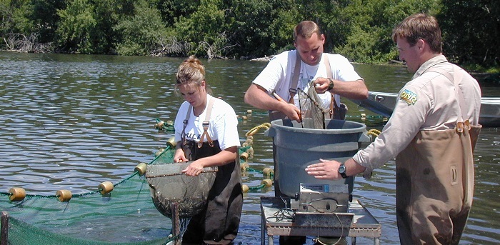 fisheries workers on a stream weighing fish