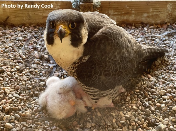 Peregrine Falcon and nestlings in nest. Photo by Randy Cook.