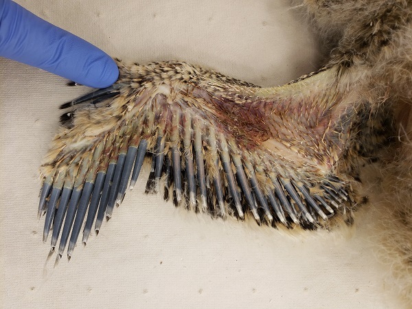Bruising along the wing of a dead owlet