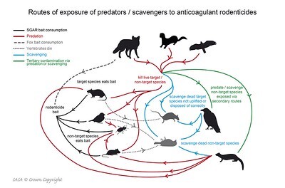 Flow chart showing how the rodenticide can get into non-target wildlife