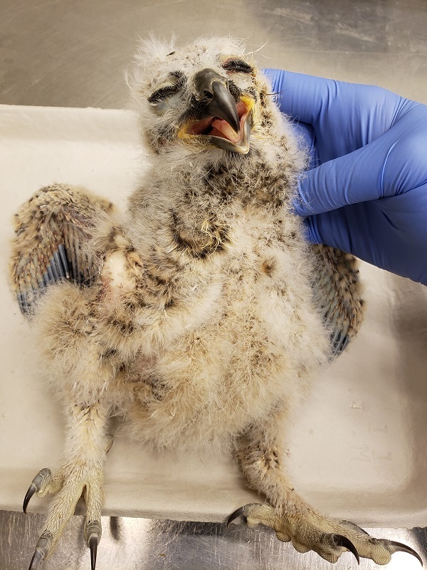 Dead Great-horned Owlet