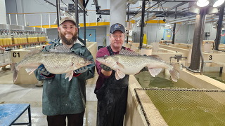 Walleye gillnetting at Rathbun Hatchery