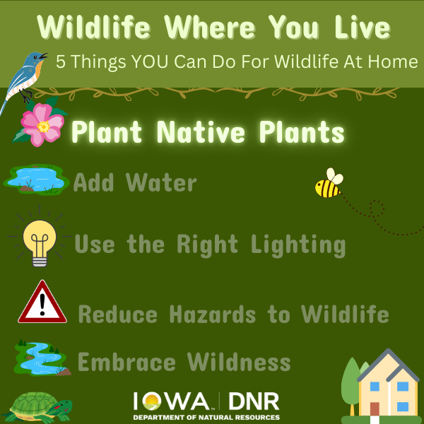 Infographic showing 5 things you can do for wildlife at home with plant native plants highlighted.