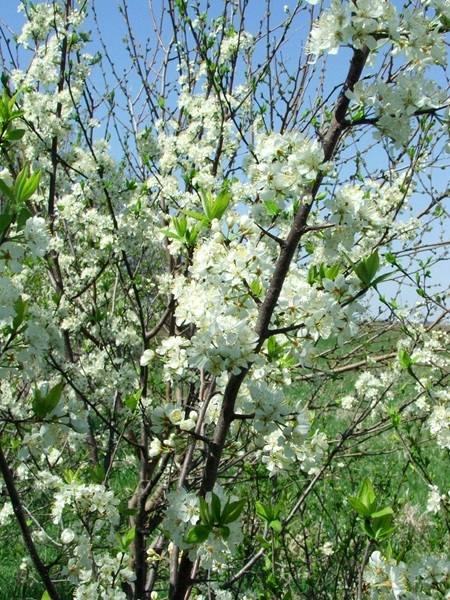 Wild Plum blooming. Photo by Doug Harr.