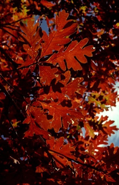 White oak leaves, photo by Bruce Ehresman.